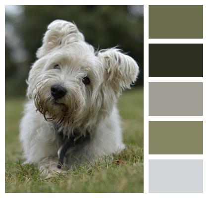 West Highland Terrier White Dog Westie Image